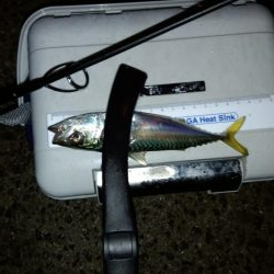 涼しくなったので