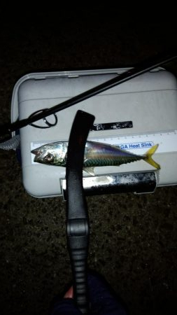 涼しくなったので