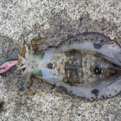 少しサイズアップ