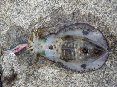 少しサイズアップ