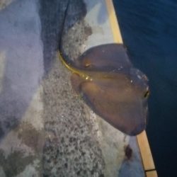 夕マズメの南港ショアジギング