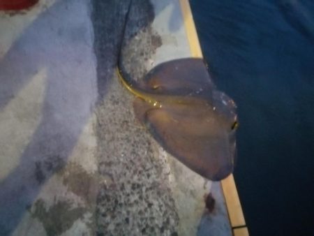 夕マズメの南港ショアジギング