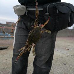 （2020/09/19 泉南ちょい投げ釣り　 キス、ハゼ、ベラ、ワタリガニ 釣果有り）