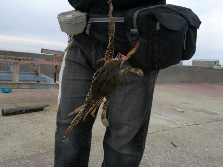 （2020/09/19 泉南ちょい投げ釣り　 キス、ハゼ、ベラ、ワタリガニ 釣果有り）