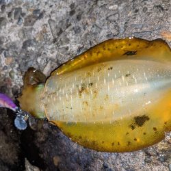 サイズアップならず