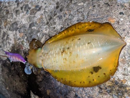 サイズアップならず