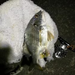 (2020/09/22 南港ヘチ釣り 真チヌ キビレチヌ ガシラ 釣果有り)