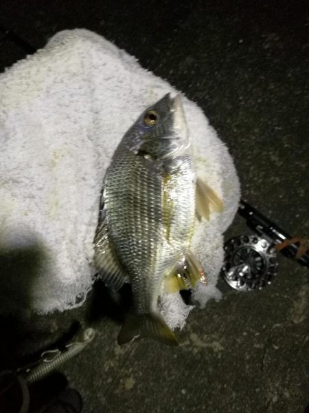 (2020/09/22 南港ヘチ釣り 真チヌ キビレチヌ ガシラ 釣果有り)