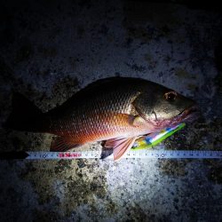 今日もゴマフエダイ