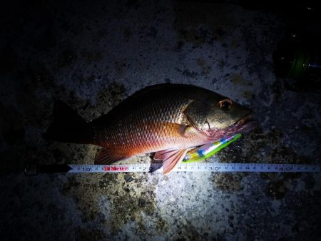 今日もゴマフエダイ