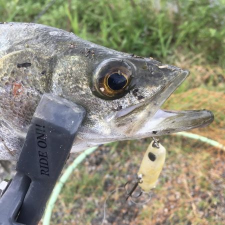 ライド オン パレード!