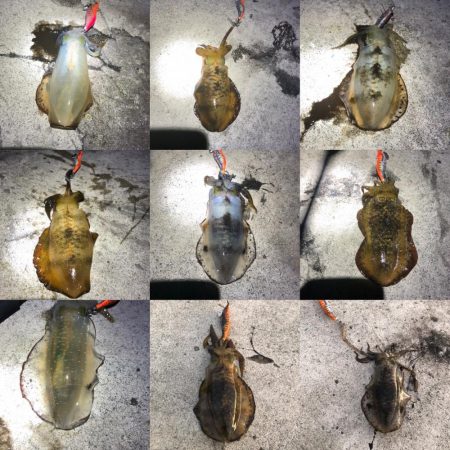 2020 佐渡ヶ島エギング 18回目