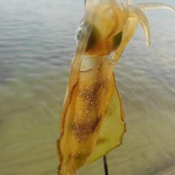 朝寝坊で導かれた？