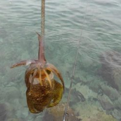 朝まずめ短時間調査