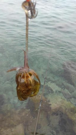 朝まずめ短時間調査