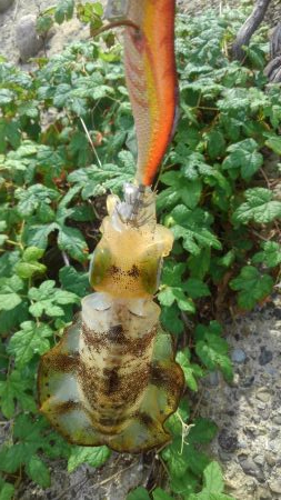 シャローでドンッ