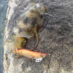 朝まずめ2時間勝負？