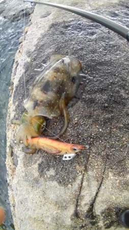 朝まずめ2時間勝負？