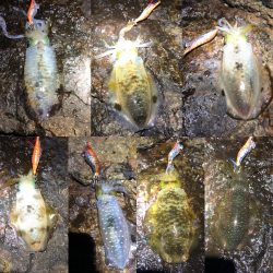 2020 佐渡ヶ島エギング 19回目