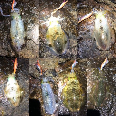 2020 佐渡ヶ島エギング 19回目