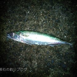 中サバの数釣り