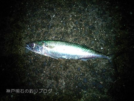 中サバの数釣り