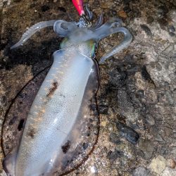 型が良くなってきた