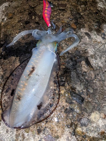 型が良くなってきた