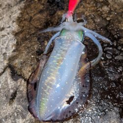 今季アオリ更新