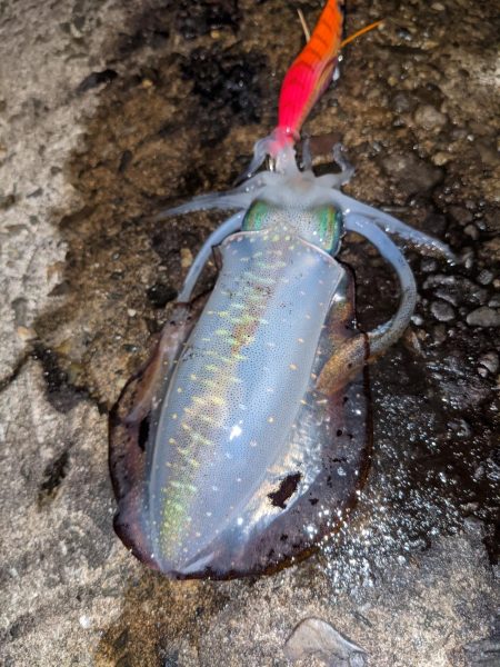 今季アオリ更新