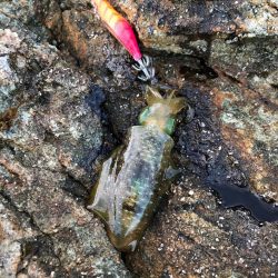 2020 佐渡ヶ島エギング 3回目