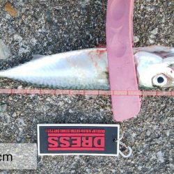 タチウオ調査後さばさばさばさば