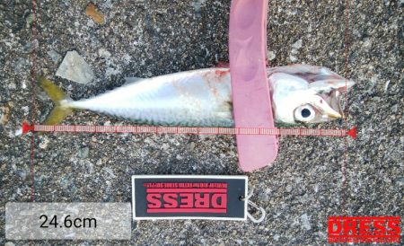 タチウオ調査後さばさばさばさば