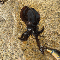 瀬戸内の島アオリイカエギング（2020-1）