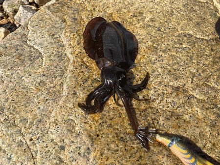 瀬戸内の島アオリイカエギング（2020-1）