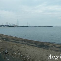 チョイ投げでピンギスの嵐