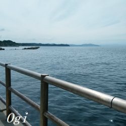 カワハギ/デカアジ/タチウオゲット！