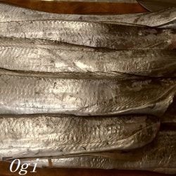 垂水でタチウオ！時合いは入れ食いに！