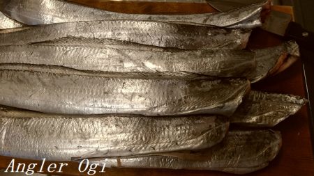 垂水でタチウオ！時合いは入れ食いに！