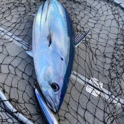 へいみつ丸 釣果