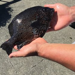 伊豆下田フィッシング 釣果