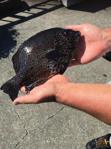 伊豆下田フィッシング 釣果