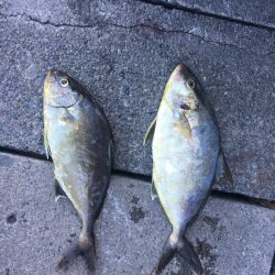 伊豆下田フィッシング 釣果