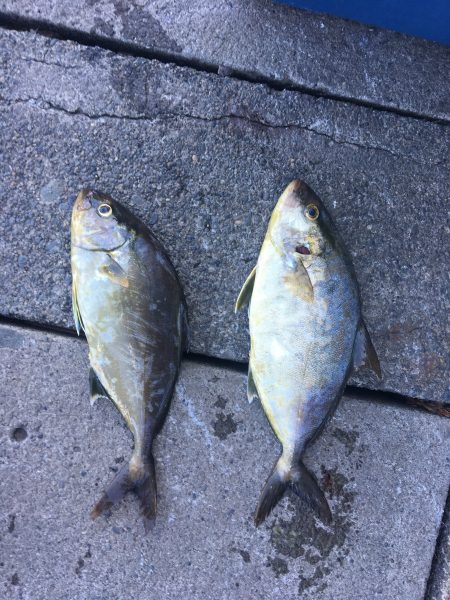 伊豆下田フィッシング 釣果