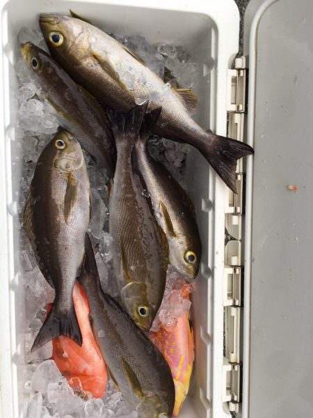 伊豆下田フィッシング 釣果