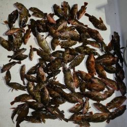 TOPGUN名古屋 釣果