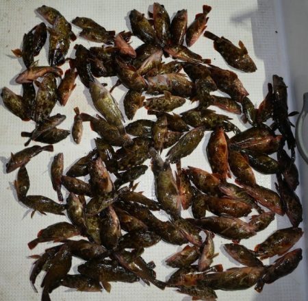 TOPGUN名古屋 釣果