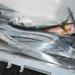 こうゆう丸 釣果