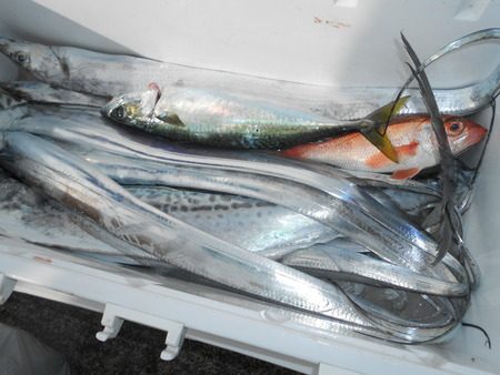 こうゆう丸 釣果