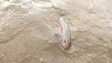 フィッシングレイクたかみや 釣果
